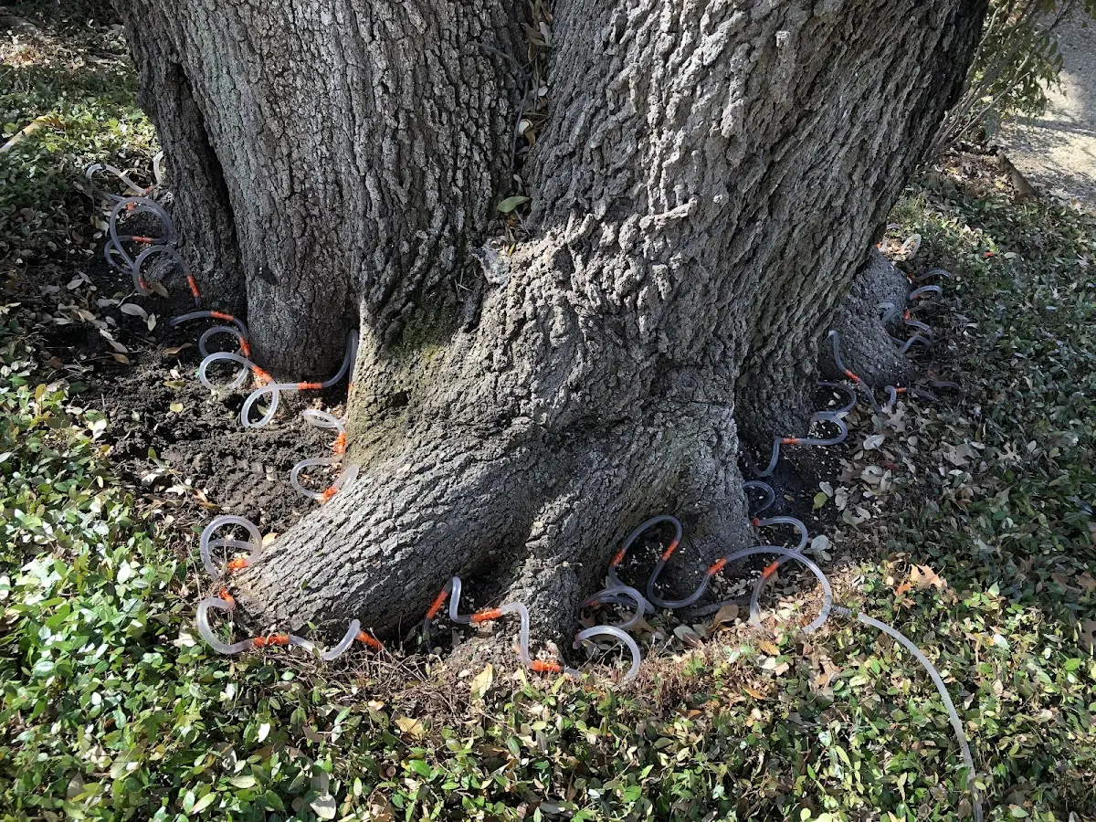 Detailed Tree Cabling and Bracing job site in Hoven