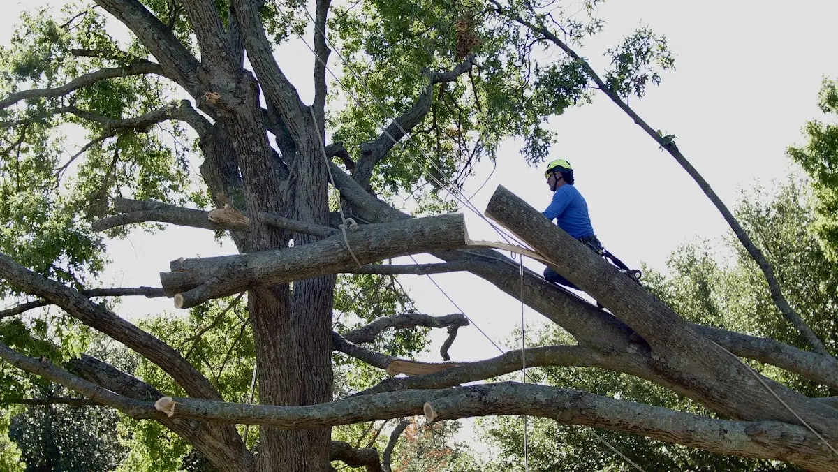 Professional Hazardous Tree Removal performed by certified arborists in Hoven